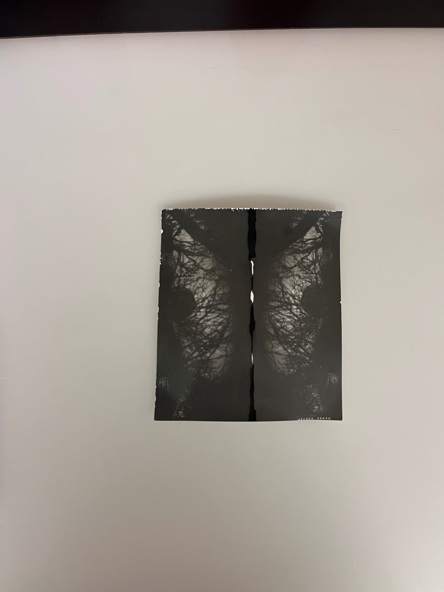Black-and-white photographic work with mirrored branches and an irregular dark central seam.